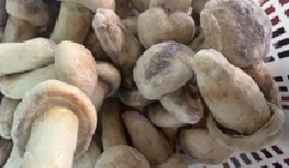 輸出級HAS級1000 gバルク