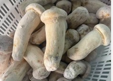 輸出級ML級1000 gバルク