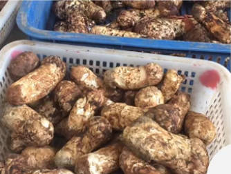 松茸为何被称为“菌中之王”？揭秘它的稀缺性与营养价值