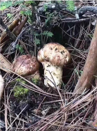 从深山到餐桌：松茸产业链背后的品控革命